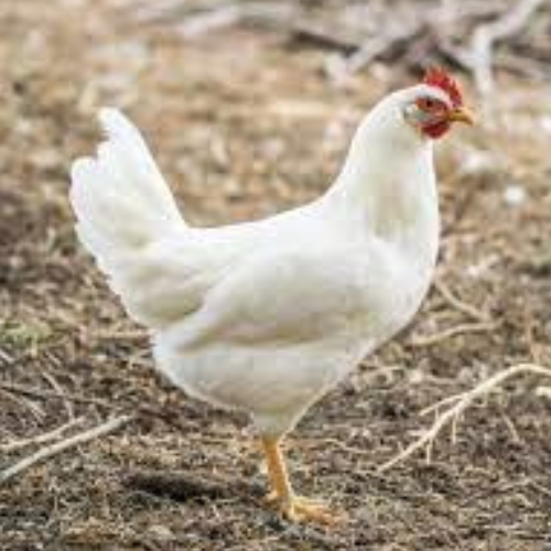 WHITE CHICKEN - MEAT (3.0LBS) image 3