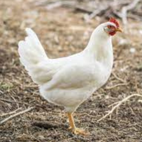 WHITE CHICKEN - MEAT (3.0LBS) image 3