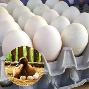 Duck Egg Crate (30) (4.0lbs)