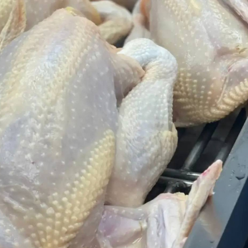WHITE CHICKEN – MEAT (3.0LBS)