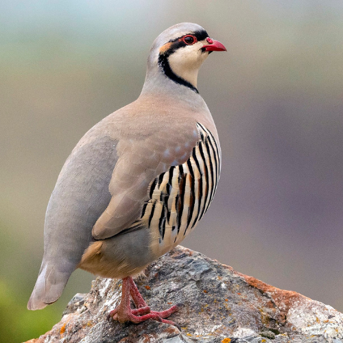 CHUKAR – MEAT (3.0LBS)