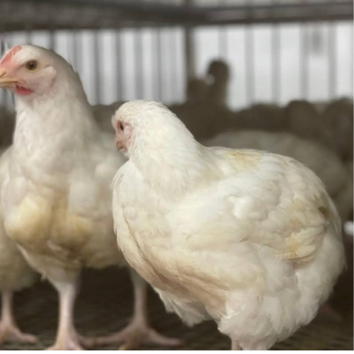 WHITE CHICKEN – MEAT (3.0LBS)