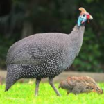 GUINEA HEN – MEAT (3.0LBS)