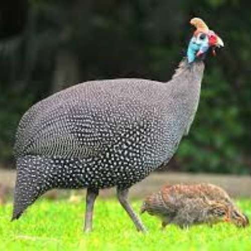GUINEA HEN – MEAT (3.0LBS)