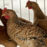 RED FEMALE CHICKEN – MEAT (3.0LBS)