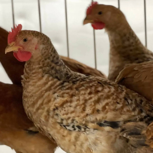 RED FEMALE CHICKEN – MEAT (3.0LBS)