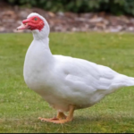 DUCK – MEAT (3.0LBS)