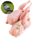 BABY PIGEON – MEAT (3.0LBS)