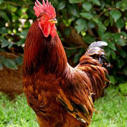 RED MALE CHICKEN – MEAT (3.0LBS)