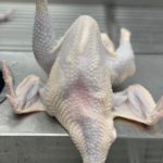RED MALE CHICKEN – MEAT (3.0LBS)