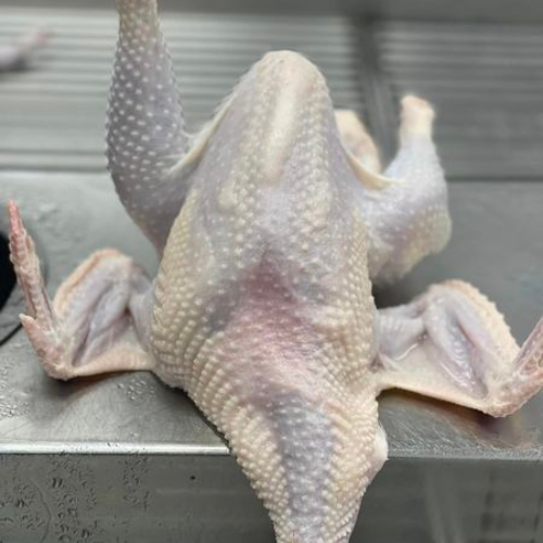 RED MALE CHICKEN – MEAT (3.0LBS)
