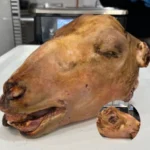 GOAT HEAD (3.0LBS)