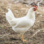 WHITE CHICKEN WITHOUT SKIN – MEAT (3.0LBS)