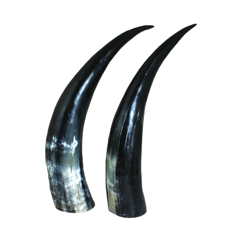 SET OF 2 LARGE HORN DECOR