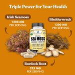 American Standard Supplements Organic Sea Moss, Bladderwrack & Burdock Root Capsules – 1200mg Seamoss, 1200mg Bladderwrack, 225mg Burdock Root Per Serving – 120 Capsules, 40 Servings