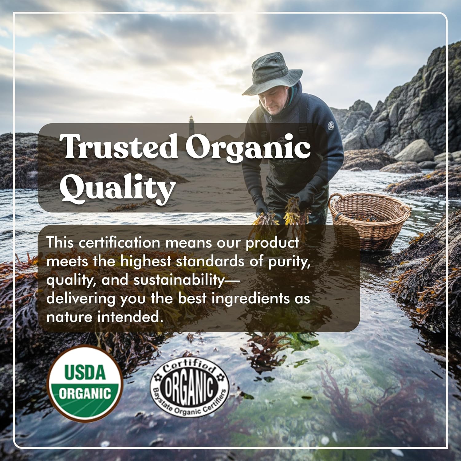 American Standard Supplements Organic Sea Moss, Bladderwrack & Burdock Root Capsules – 1200mg Seamoss, 1200mg Bladderwrack, 225mg Burdock Root Per Serving – 120 Capsules, 40 Servings